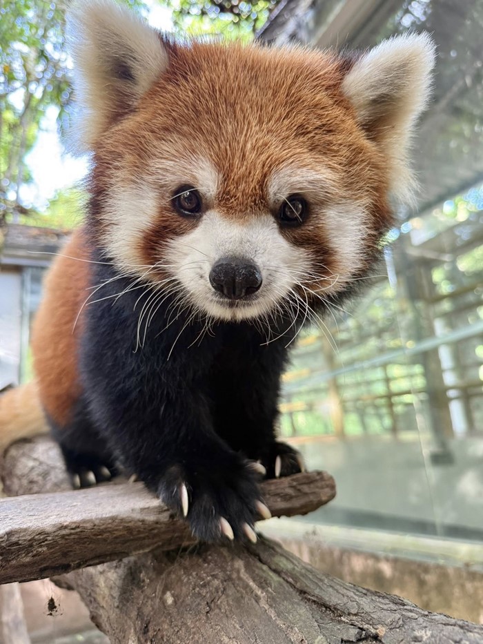 แพนด้าแดง สวนสัตว์เปิดเขาเขียว แพนด้าแดง สวนสัตว์เปิดเขาเขียว