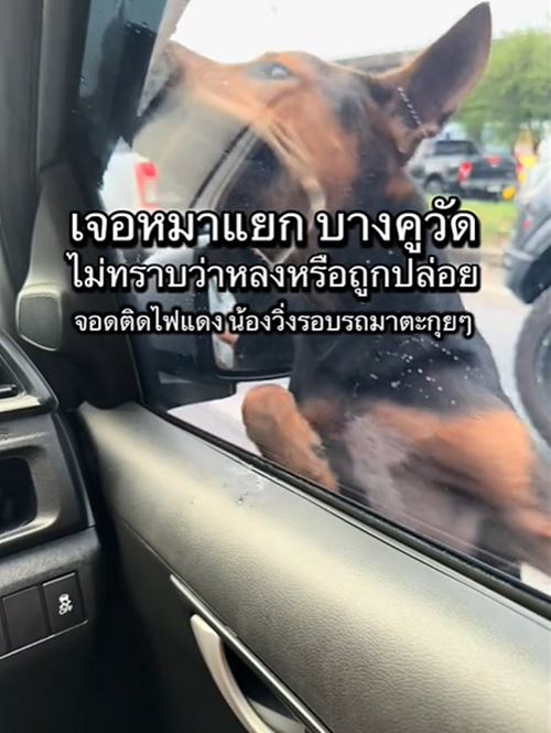 หมาถูกทิ้งวิ่งรอบรถกลางสี่แยก ชะเง้อหาเจ้าของ หมาถูกทิ้งวิ่งรอบรถกลางสี่แยก ชะเง้อหาเจ้าของ