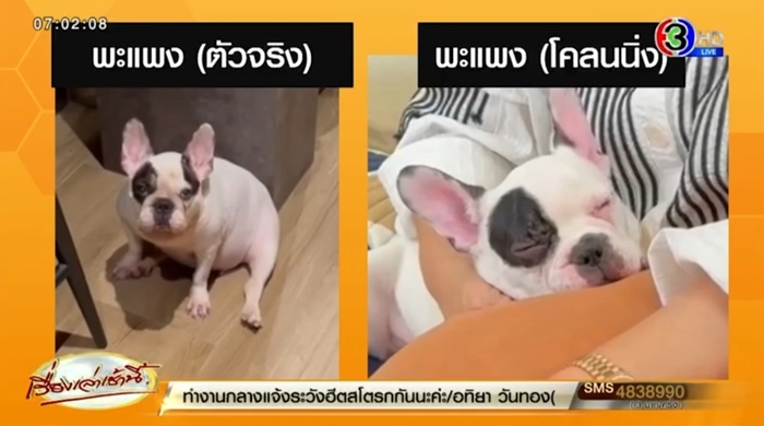 พะแพง สุนัขโคลนนิ่งจากตัวที่ตายไปแล้ว เจ้าของยอมควัก 6 ล้าน ตัวแรกของไทย พะแพง สุนัขโคลนนิ่งจากตัวที่ตายไปแล้ว เจ้าของยอมควัก 6 ล้าน ตัวแรกของไทย