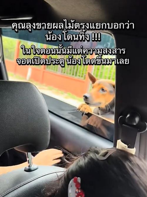 หมาถูกทิ้งวิ่งรอบรถกลางสี่แยก ชะเง้อหาเจ้าของ หมาถูกทิ้งวิ่งรอบรถกลางสี่แยก ชะเง้อหาเจ้าของ