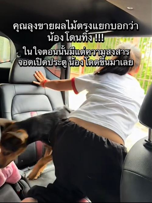 หมาถูกทิ้งวิ่งรอบรถกลางสี่แยก ชะเง้อหาเจ้าของ หมาถูกทิ้งวิ่งรอบรถกลางสี่แยก ชะเง้อหาเจ้าของ