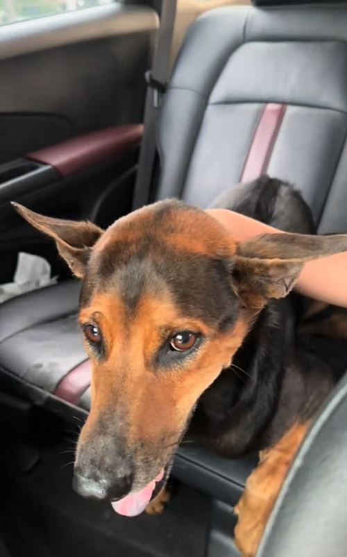 หมาถูกทิ้งวิ่งรอบรถกลางสี่แยก ชะเง้อหาเจ้าของ หมาถูกทิ้งวิ่งรอบรถกลางสี่แยก ชะเง้อหาเจ้าของ