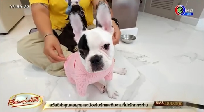 พะแพง สุนัขโคลนนิ่งจากตัวที่ตายไปแล้ว เจ้าของยอมควัก 6 ล้าน ตัวแรกของไทย พะแพง สุนัขโคลนนิ่งจากตัวที่ตายไปแล้ว เจ้าของยอมควัก 6 ล้าน ตัวแรกของไทย