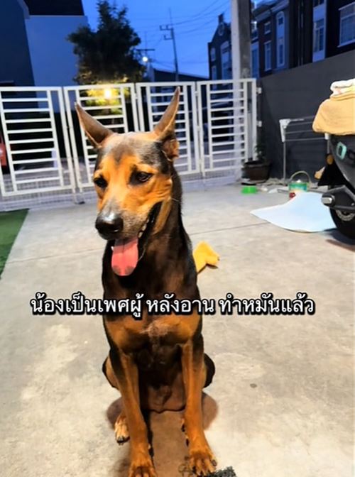 หมาถูกทิ้งวิ่งรอบรถกลางสี่แยก ชะเง้อหาเจ้าของ หมาถูกทิ้งวิ่งรอบรถกลางสี่แยก ชะเง้อหาเจ้าของ