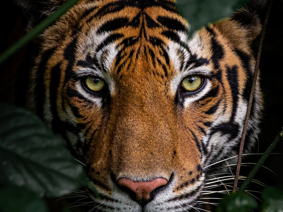 หวยเสือตกถังพลังเงินดี เลขเด็ดงวดนี้ 16 เมษายน 2569 หวยเสือตกถังพลังเงินดี เลขเด็ดงวดนี้ 16 เมษายน 2569