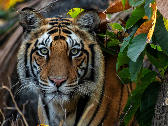 หวยเสือตกถังพลังเงินดี เลขเด็ดงวดนี้ 17 ม.ค. 69 หวยเสือตกถังพลังเงินดี เลขเด็ดงวดนี้ 17 ม.ค. 69