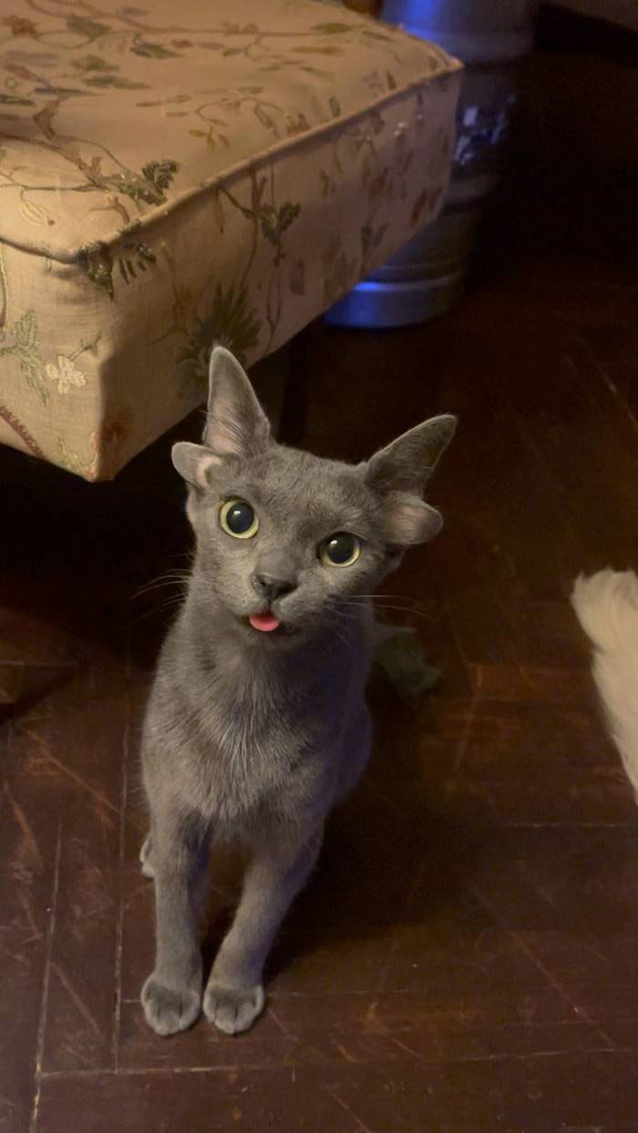 น่ารักสุดแบ๊ว แมว 4 หู น่ารักสุดแบ๊ว แมว 4 หู