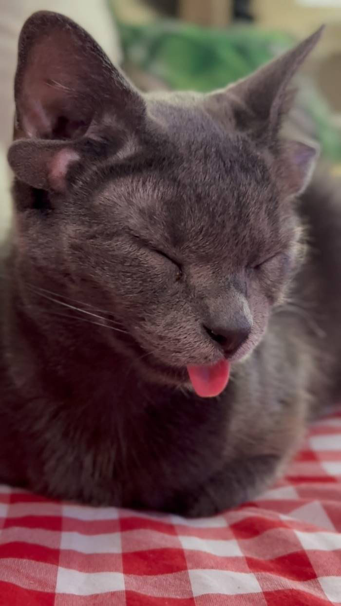 น่ารักสุดแบ๊ว แมว 4 หู น่ารักสุดแบ๊ว แมว 4 หู