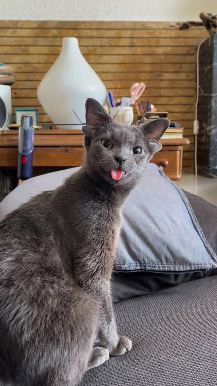 น่ารักสุดแบ๊ว แมว 4 หู น่ารักสุดแบ๊ว แมว 4 หู