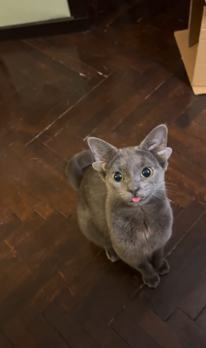 น่ารักสุดแบ๊ว แมว 4 หู น่ารักสุดแบ๊ว แมว 4 หู