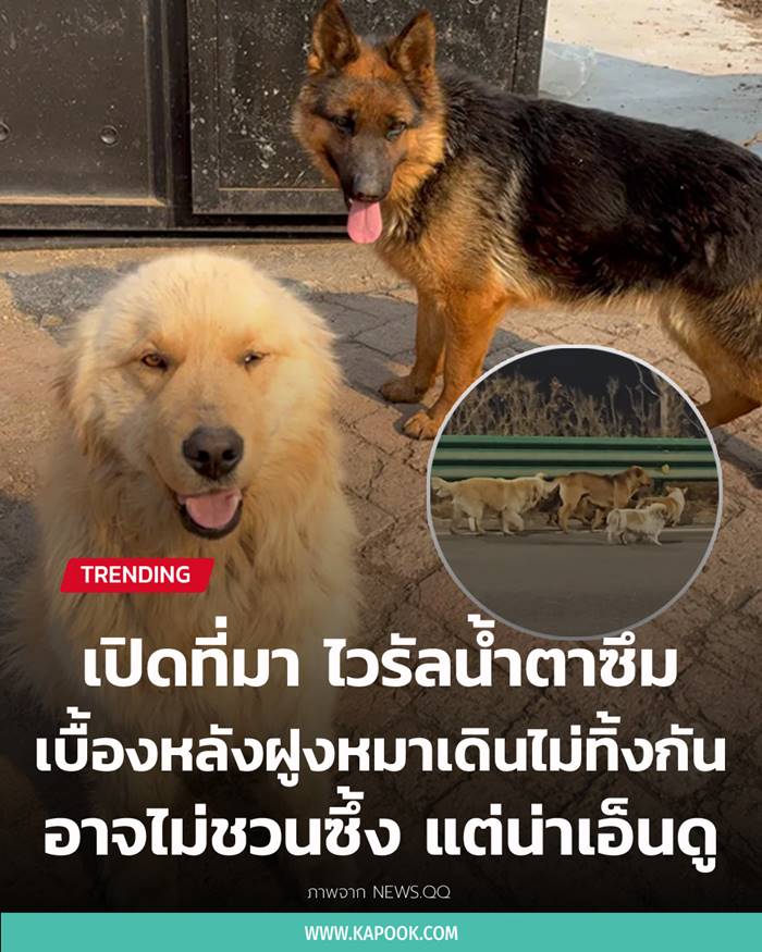 ไวรัลซึ้ง หมา 7 ช่วยกันหนีตาย ไวรัลซึ้ง หมา 7 ช่วยกันหนีตาย