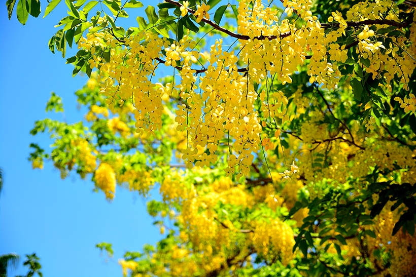 ไม้ยืนต้นดอกสีเหลือง ต้นราชพฤกษ์ ไม้ยืนต้นดอกสีเหลือง