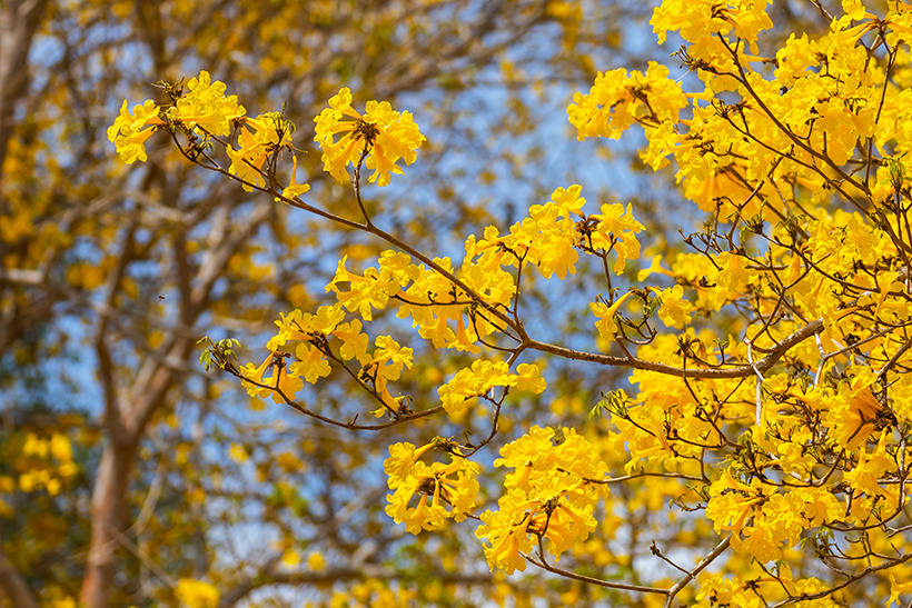 ไม้ยืนต้นดอกสีเหลือง ต้นเหลืองอินเดีย ไม้ยืนต้นดอกสีเหลือง