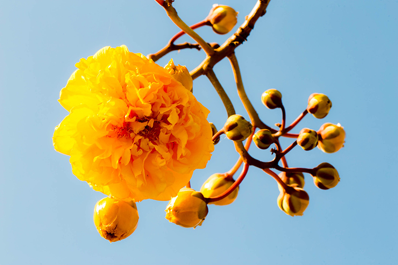 ไม้ยืนต้นดอกสีเหลือง ต้นสุพรรณิการ์ ไม้ยืนต้นดอกสีเหลือง