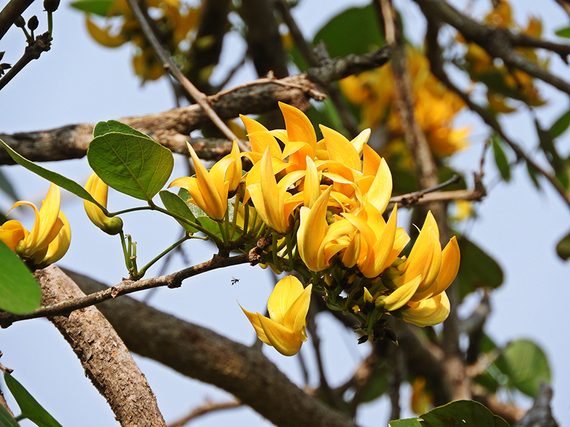 ไม้ยืนต้นดอกสีเหลือง ต้นจานทองเหลือง ไม้ยืนต้นดอกสีเหลือง