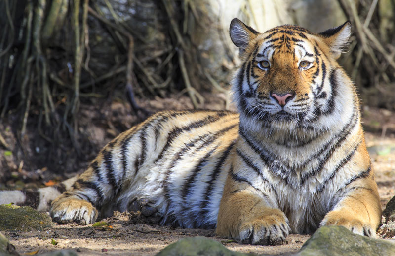 หวยเสือตกถังพลังเงินดี 1 มี.ค. 69 หวยเสือตกถังพลังเงินดี 1 มี.ค. 69