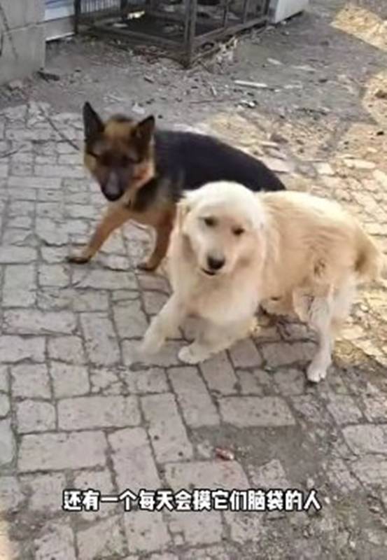 สุนัขแสนรู้ สุนัขแสนรู้