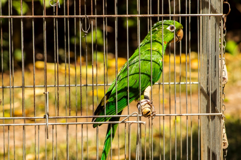 ไข้นกแก้ว ไข้นกแก้ว