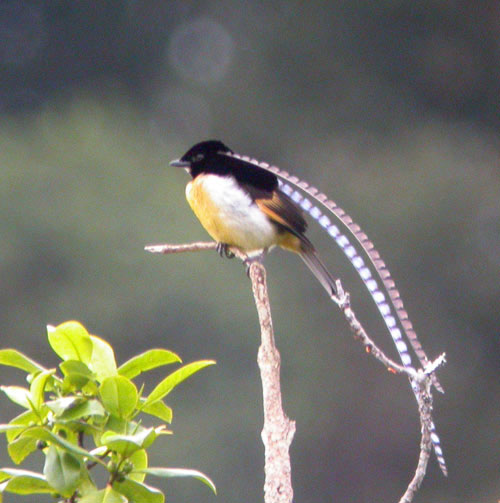 นกคิงส์ ออฟ แซกโซนี (King of Saxony Bird of Paradise) นกคิงส์ ออฟ แซกโซนี (King of Saxony Bird of Paradise)
