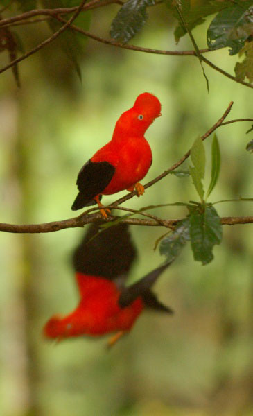นกอันเดียน ค็อกออฟเดอะร็อก (Andean Cock-of-the-Rock) นกอันเดียน ค็อกออฟเดอะร็อก (Andean Cock-of-the-Rock)