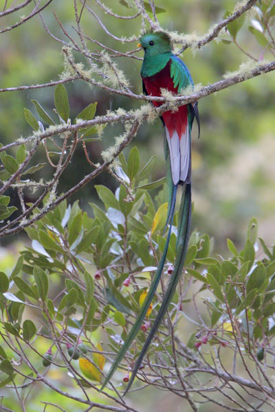 นกขุนแผนมรกต (Resplendent Quetzal) นกขุนแผนมรกต (Resplendent Quetzal)