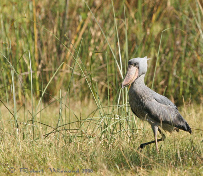 นกจงอยปากรองเท้า (Shoebill) นกจงอยปากรองเท้า (Shoebill)