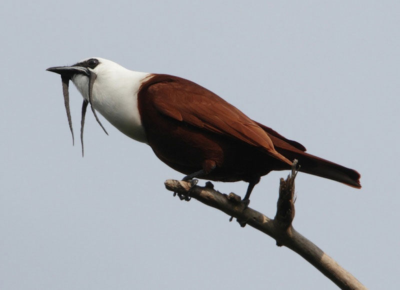 นกเบลเบิร์ด (Three-Wattled Bellbird) นกเบลเบิร์ด (Three-Wattled Bellbird)