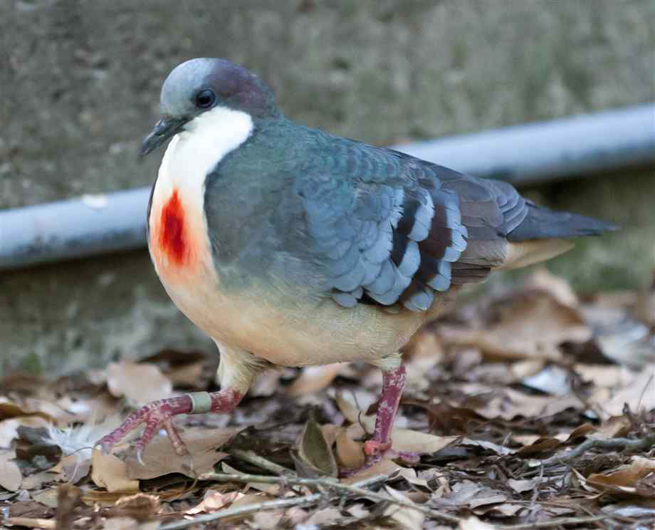 นกพิลูซอนหัวใจเลือด (Luzon Bleeding-Heart) นกพิลูซอนหัวใจเลือด (Luzon Bleeding-Heart)