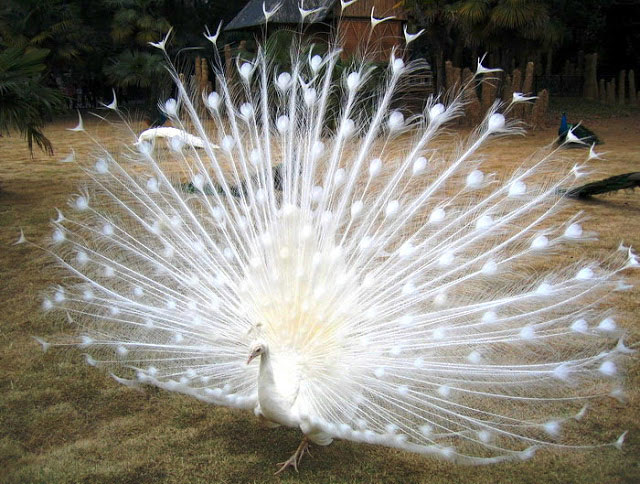 นกยูงขาว (White Peacocks) นกยูงขาว (White Peacocks)