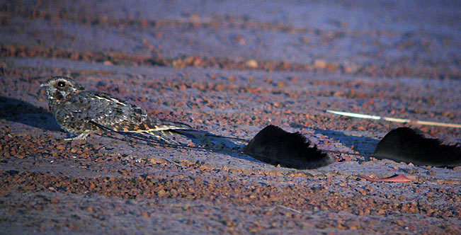 นกสแตนดาร์ดวิงค์ ไนท์จาร์ (Standard-Winged Nightjar) นกสแตนดาร์ดวิงค์ ไนท์จาร์ (Standard-Winged Nightjar)