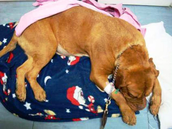 แก๊งค้ายาใช้สุนัขขนยาเสพติด