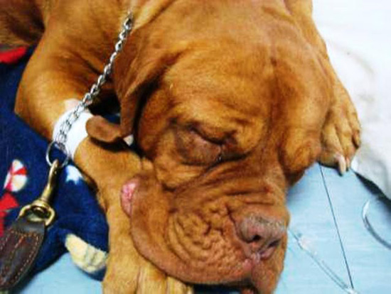 แก๊งค้ายาใช้สุนัขขนยาเสพติด