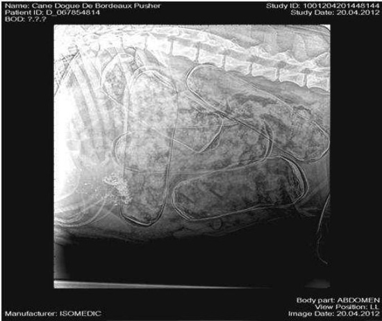 แก๊งค้ายาใช้สุนัขขนยาเสพติด