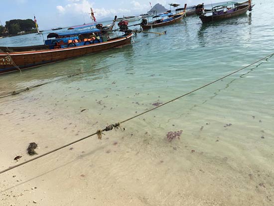 แมงกะพรุนแดงลอยเกลื่อนหาดพีพี ชาวเกาะหวั่นเป็นสัญญาณก่อนมีภัยพิบัติรุนแรง แมงกะพรุนแดงลอยเกลื่อนหาดพีพี ชาวเกาะหวั่นเป็นสัญญาณก่อนมีภัยพิบัติรุนแรง