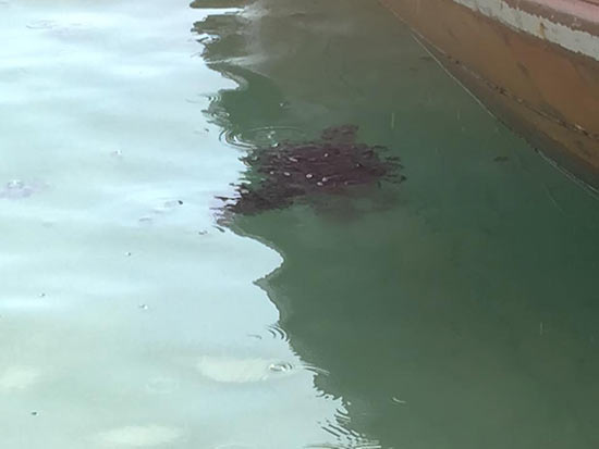 แมงกะพรุนแดงลอยเกลื่อนหาดพีพี ชาวเกาะหวั่นเป็นสัญญาณก่อนมีภัยพิบัติรุนแรง แมงกะพรุนแดงลอยเกลื่อนหาดพีพี ชาวเกาะหวั่นเป็นสัญญาณก่อนมีภัยพิบัติรุนแรง