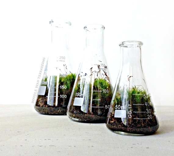 terrarium สวนขวดแก้ว terrarium สวนขวดแก้ว