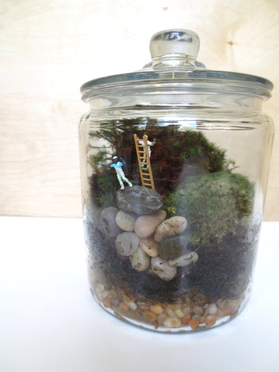 terrarium สวนขวดแก้ว terrarium สวนขวดแก้ว