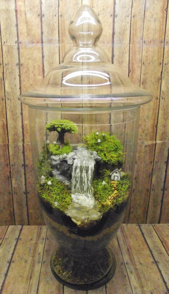 terrarium สวนขวดแก้ว terrarium สวนขวดแก้ว