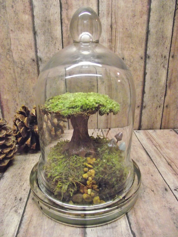 terrarium สวนขวดแก้ว terrarium สวนขวดแก้ว