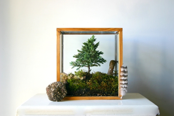 terrarium สวนขวดแก้ว terrarium สวนขวดแก้ว