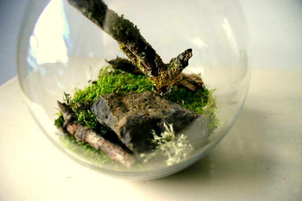 terrarium สวนขวดแก้ว terrarium สวนขวดแก้ว