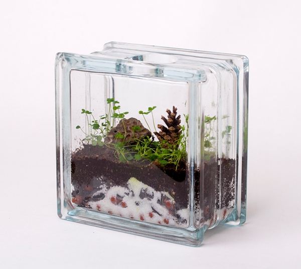terrarium สวนขวดแก้ว terrarium สวนขวดแก้ว