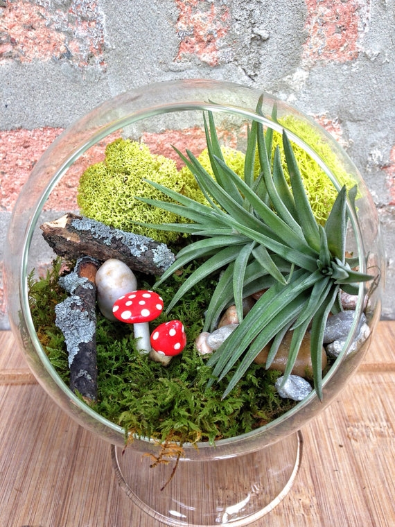 terrarium สวนขวดแก้ว terrarium สวนขวดแก้ว