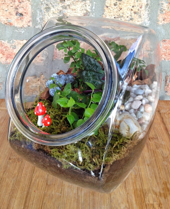 terrarium สวนขวดแก้ว terrarium สวนขวดแก้ว