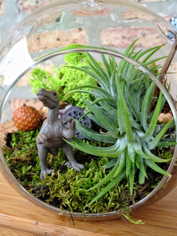 terrarium สวนขวดแก้ว terrarium สวนขวดแก้ว