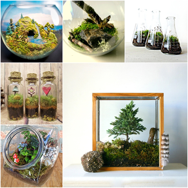 terrarium สวนขวดแก้ว terrarium สวนขวดแก้ว