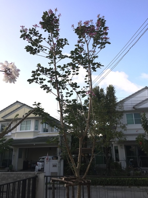 จัดสวนด้วยตัวเอง 4 เดือนผ่านไป จากที่คิดว่าไม่ไหวก็ออกมาเป็นแบบนี้ ! จัดสวนด้วยตัวเอง 4 เดือนผ่านไป จากที่คิดว่าไม่ไหวก็ออกมาเป็นแบบนี้ !
