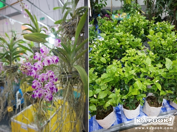 บ้านและสวนแฟร์ midyear 2014 เรียบเรียงข้อมูลโดยกระปุกดอทคอม บ้านและสวน Midyear 2014 งานแฟร์ยิ่งใหญ่ประจำปี ลองมาดูกันว่าสิ่งที่ห้ามพลาดภายในงานบ้านและสวนแฟร์มิดเยียร์ 2014 มีอะไรเด็ด ๆ บ้าง บ้านและสวน Midyear 2014 งานแฟร์ยิ่งใหญ่ประจำปีที่คนรักบ้านเฝ้ารอ กลับมาจัดขึ้นอีกครั้งในรอบครึ่งปี โดยภายในงานบ้านและสวนมิดเยียร์ 2014 รวมความน่าสนใจเกี่ยวกับการตกแต่งบ้านเอาไว้มากมาย ซึ่งกระปุกดอทคอมได้ไปเก็บภาพบรรยากาศและบูธต่าง ๆ ที่น่าสนใจใน งานบ้านและสวนแฟร์ midyear 2014 มาฝากกันแล้วจ้า บ้านและสวนแฟร์ midyear 2014 1. บ้านและสวน Craft Village จุดเด่นแรกที่ต้องแวะกันตั้งแต่หน้างาน สำหรับโซน Craft Village ที่เป็นเหมือนหมู่บ้านย่อม ๆ รวบรวมไอเดียสร้างสรรค์แบบวิถีเกษตร ภายใต้คอนเซ็ปต์ “Farm Made” ตกแต่งด้วยกองฟาง และบรรยากาศการใช้ชีวิตแบบชนบท มีเวทีกิจกรรมสนุก ๆ บูธสินค้าออร์แกนิค ตกแต่งสวน ตกแต่งบ้าน และงานฝีมือ รวมถึง Workshop น่ารู้มากมาย ทั้งงานช่าง การปลูกผักเลี้ยงไก่ เป็นต้น รวมถึงหากใครอยากได้หนังสือไอเดียแต่งบ้านก็สามารถเลือกซื้อหากันได้จุดนี้เลยค่ะ บ้านและสวนแฟร์ midyear 2014 2. my home show โซน Home Ideas กับคอนเซ็ปต์เก๋ ๆ “my home show มีดีต้อง show” ซึ่งอยู่บริเวณศูนย์กลางของงาน เป็นโซนแต่งบ้านน่ารัก ๆ ที่แฟน ๆ นิตยสาร my home จะได้พบกับไอเดียตกแต่งห้องต่าง ๆ ถึง 7 ห้อง เช่น ห้องนอน, ห้องนั่งเล่นกึ่งเอาท์ดอร์, ห้อง Craft Room, ห้องงานช่าง, ห้องอาหารในสวน ห้องครัว และห้องของคนรักสวนที่รายล้อมไปด้วยต้นไม้นานาชนิด อีกทั้งในโซนเดียวกันยังมีเวทีกิจกรรมสนุก ๆ พร้อมความรู้อีกมากมาย ไม่ว่าจะเป็น Workshop ของตกแต่งบ้าน ผ้าม่าน โคมไฟ ไม่เว้นแม้แต่อาหารสุนัขเลยทีเดียว บ้านและสวนแฟร์ midyear 2014 3. room studio อีกหนึ่งโซนเก๋ ๆ ของคนมีสไตล์ กับมุมสุดชิคจากนิตยสาร room ที่จับมือนิตตสาร Health&Cuisine ภายใต้คอนเซ็ปต์ “room Lifestyle Shop” กับสินค้าของตกแต่งบ้านไอเดียเจ๋ง ๆ มากมาย อาทิเช่น ปลอกหมอน ผ้าปูที่นอน โคมไฟ งานประดิษฐ์ ดอกไม้ และงานเซรามิก เป็นต้น นอกจากนี้ยังมีมุมรับประทานอาหารที่ลงมือโดยเชฟรุ่นใหม่ การันตีความอร่อยโดยนิตยสาร Health&Cuisine อีกทั้งยังมีกาแฟสดที่โชว์ฝีมือการดริปของบาริสต้าให้คอกาแฟได้ลิ้มรสด้วย บ้านและสวนแฟร์ midyear 2014 4. สวนโชว์ Green House มุมสีเขียวของธรรมชาติกับสวนโชว์ ภายใต้คอนเซ็ปต์ “Garden I can Do” ที่นอกจากจะรายล้อมไปด้วยต้นไม้และไอเดียจัดสวนสวย ๆ แล้ว ยังมีทั้งมุมพักผ่อนในสวนรูปแบบของโรงเรือนกระจกและคอร์ตยาร์ดหลังบ้าน รวมถึงมุมทำงานในสวนที่สามารถใช้เป็นมุมนั่งเล่น ทำงาน หรือดูแลและขยายพันธุ์ไม้ได้ด้วยตัวเอง หากใครอยากปลูกต้นไม้ด้วยตัวเอง จุดนี้มีการแสดงขั้นตอนการปลูกและดูแลต้นไม้ ตั้งแต่การเพาะเมล็ด ปลูกลงกระถาง และการจัดสวนเล็ก ๆ รอบบ้าน อีกทั้งยังมีความรู้เรื่องการรดน้ำต้นไม้ในรูปแบบต่าง ๆ ซึ่งเป็นไอเดียจัดสวนที่คนรักสวนไม่น่าพลาด บ้านและสวนแฟร์ midyear 2014 5. Eco Market สำหรับคนรักธรรมชาติ อีกหนึ่งมุมที่พลาดไม่ได้ในงานนี้ คือโซน Eco Market ที่รวมรวบสินค้าเป็นมิตรกับสิ่งแวดล้อมเอาไว้มากมาย นำทีมโดย ท็อป พิพัฒน์ อภิรักษ์ธนากร และนักออกแบบรุ่นใหม่ที่ใส่ใจสิ่งแวดล้อม ไม่ว่าจะเป็นสินค้ารีไซเคิล, สินค้าจากวัสดุธรรมชาติ และกิจกรรมสนุก ๆ อาทิ เพลงเพราะ ๆ ที่ขับกล่อมโดย กลุ่มนักดนตรีผู้พิการทางสายตา เป็นต้น บ้านและสวนแฟร์ midyear 2014 6. เล่าไทย มุมดี ๆ ที่ไม่ควรมองข้ามอีกจุดหนึ่ง สำหรับโซน เล่าไทย ที่รวบรวมงานออกแบบสไตล์ไทย ๆ ทำจากวัสดุพื้นบ้าน โดยเป็นการจัดแสดงผลงานของดีไซเนอร์มากมายภายใต้แนวคิดของการออกแบบผลงานอย่างไทย ๆ มีเรื่องราวชวนให้ย้อนระลึกถึงความเป็นไทยฉบับพื้นบ้านด้วย บ้านและสวนแฟร์ midyear 2014 7. สินค้าตกแต่งบ้าน อีกหนึ่งไฮไลท์ของงาน คือบูธสินค้าตกแต่งบ้านมากมายที่พร้อมใจกันนำสินค้า และของตกแต่งบ้าน มาขายในราคาพิเศษ และเทคโนโลยีใหม่ ๆ ในการตกแต่งและเพิ่มความสะดวกสบายภายในบ้าน ไม่ว่าจะเป็น มุ้งลวดบานเลื่อนแบบพับได้, หิ้งพระมีลิ้นชัก, หุ่นยนต์ดูดฝุ่น, แอร์เคลื่อนที่, หมอนกันไรฝุ่น, ดอกไม้ประดิษฐ์, ไม้ถูพื้นอัจฉริยะ, บ้านน็อคดาวน์, เฟอร์นิเจอร์, เตียงนอน, โซฟา, ชุดห้องครัว, ต้นไม้นานาชนิด, อุปกรณ์จัดสวน และสินค้าอื่น ๆ อีกมากมาย เรียกว่าเป็น 7 จุดไฮไลท์ของงานบ้านและสวนแฟร์ midyear 2014 ที่รับรองได้ว่าจะทำให้ผู้ที่เข้าร่วมงานได้รับสิ่งดี ๆ และความคุ้มค่ามากมายจากการจัดงานแฟร์แห่งปีในครั้งนี้ ถ้าหากใครสนใจแวะไปเที่ยวชม ร่วมกิจกรรม และเลือกซื้อสินค้าภายในงานบ้านและสวนแฟร์มิดเยียร์ 2014 ก็สามารถแวะไปได้ตั้งแต่วันที่ 30 กรกฎาคม - 3 สิงหาคม 2557 ที่ ไบเทค บางนา และอย่าลืมแวะมุมห้ามพลาดเหล่านี้ด้วยนะคะ ขอให้สนุกกับการแต่งบ้านจ้า บ้านและสวนแฟร์ midyear 2014 บ้านและสวนแฟร์ midyear 2014 บ้านและสวนแฟร์ midyear 2014 บ้านและสวนแฟร์ midyear 2014 บ้านและสวนแฟร์ midyear 2014 บ้านและสวนแฟร์ midyear 2014 บ้านและสวนแฟร์ midyear 2014 บ้านและสวนแฟร์ midyear 2014 แบบบ้านสวย ตกแต่งบ้าน สินเชื่อบ้าน ฮวงจุ้ยบ้าน สวนสวยๆ คลิกเลย คลิกอ่านความคิดเห็นของเพื่อน ๆ ได้ที่นี่ บ้านและสวนแฟร์ midyear 2014 เรียบเรียงข้อมูลโดยกระปุกดอทคอม บ้านและสวน Midyear 2014 งานแฟร์ยิ่งใหญ่ประจำปี ลองมาดูกันว่าสิ่งที่ห้ามพลาดภายในงานบ้านและสวนแฟร์มิดเยียร์ 2014 มีอะไรเด็ด ๆ บ้าง บ้านและสวน Midyear 2014 งานแฟร์ยิ่งใหญ่ประจำปีที่คนรักบ้านเฝ้ารอ กลับมาจัดขึ้นอีกครั้งในรอบครึ่งปี โดยภายในงานบ้านและสวนมิดเยียร์ 2014 รวมความน่าสนใจเกี่ยวกับการตกแต่งบ้านเอาไว้มากมาย ซึ่งกระปุกดอทคอมได้ไปเก็บภาพบรรยากาศและบูธต่าง ๆ ที่น่าสนใจใน งานบ้านและสวนแฟร์ midyear 2014 มาฝากกันแล้วจ้า บ้านและสวนแฟร์ midyear 2014 1. บ้านและสวน Craft Village จุดเด่นแรกที่ต้องแวะกันตั้งแต่หน้างาน สำหรับโซน Craft Village ที่เป็นเหมือนหมู่บ้านย่อม ๆ รวบรวมไอเดียสร้างสรรค์แบบวิถีเกษตร ภายใต้คอนเซ็ปต์ “Farm Made” ตกแต่งด้วยกองฟาง และบรรยากาศการใช้ชีวิตแบบชนบท มีเวทีกิจกรรมสนุก ๆ บูธสินค้าออร์แกนิค ตกแต่งสวน ตกแต่งบ้าน และงานฝีมือ รวมถึง Workshop น่ารู้มากมาย ทั้งงานช่าง การปลูกผักเลี้ยงไก่ เป็นต้น รวมถึงหากใครอยากได้หนังสือไอเดียแต่งบ้านก็สามารถเลือกซื้อหากันได้จุดนี้เลยค่ะ บ้านและสวนแฟร์ midyear 2014 2. my home show โซน Home Ideas กับคอนเซ็ปต์เก๋ ๆ “my home show มีดีต้อง show” ซึ่งอยู่บริเวณศูนย์กลางของงาน เป็นโซนแต่งบ้านน่ารัก ๆ ที่แฟน ๆ นิตยสาร my home จะได้พบกับไอเดียตกแต่งห้องต่าง ๆ ถึง 7 ห้อง เช่น ห้องนอน, ห้องนั่งเล่นกึ่งเอาท์ดอร์, ห้อง Craft Room, ห้องงานช่าง, ห้องอาหารในสวน ห้องครัว และห้องของคนรักสวนที่รายล้อมไปด้วยต้นไม้นานาชนิด อีกทั้งในโซนเดียวกันยังมีเวทีกิจกรรมสนุก ๆ พร้อมความรู้อีกมากมาย ไม่ว่าจะเป็น Workshop ของตกแต่งบ้าน ผ้าม่าน โคมไฟ ไม่เว้นแม้แต่อาหารสุนัขเลยทีเดียว บ้านและสวนแฟร์ midyear 2014 3. room studio อีกหนึ่งโซนเก๋ ๆ ของคนมีสไตล์ กับมุมสุดชิคจากนิตยสาร room ที่จับมือนิตตสาร Health&Cuisine ภายใต้คอนเซ็ปต์ “room Lifestyle Shop” กับสินค้าของตกแต่งบ้านไอเดียเจ๋ง ๆ มากมาย อาทิเช่น ปลอกหมอน ผ้าปูที่นอน โคมไฟ งานประดิษฐ์ ดอกไม้ และงานเซรามิก เป็นต้น นอกจากนี้ยังมีมุมรับประทานอาหารที่ลงมือโดยเชฟรุ่นใหม่ การันตีความอร่อยโดยนิตยสาร Health&Cuisine อีกทั้งยังมีกาแฟสดที่โชว์ฝีมือการดริปของบาริสต้าให้คอกาแฟได้ลิ้มรสด้วย บ้านและสวนแฟร์ midyear 2014 4. สวนโชว์ Green House มุมสีเขียวของธรรมชาติกับสวนโชว์ ภายใต้คอนเซ็ปต์ “Garden I can Do” ที่นอกจากจะรายล้อมไปด้วยต้นไม้และไอเดียจัดสวนสวย ๆ แล้ว ยังมีทั้งมุมพักผ่อนในสวนรูปแบบของโรงเรือนกระจกและคอร์ตยาร์ดหลังบ้าน รวมถึงมุมทำงานในสวนที่สามารถใช้เป็นมุมนั่งเล่น ทำงาน หรือดูแลและขยายพันธุ์ไม้ได้ด้วยตัวเอง หากใครอยากปลูกต้นไม้ด้วยตัวเอง จุดนี้มีการแสดงขั้นตอนการปลูกและดูแลต้นไม้ ตั้งแต่การเพาะเมล็ด ปลูกลงกระถาง และการจัดสวนเล็ก ๆ รอบบ้าน อีกทั้งยังมีความรู้เรื่องการรดน้ำต้นไม้ในรูปแบบต่าง ๆ ซึ่งเป็นไอเดียจัดสวนที่คนรักสวนไม่น่าพลาด บ้านและสวนแฟร์ midyear 2014 5. Eco Market สำหรับคนรักธรรมชาติ อีกหนึ่งมุมที่พลาดไม่ได้ในงานนี้ คือโซน Eco Market ที่รวมรวบสินค้าเป็นมิตรกับสิ่งแวดล้อมเอาไว้มากมาย นำทีมโดย ท็อป พิพัฒน์ อภิรักษ์ธนากร และนักออกแบบรุ่นใหม่ที่ใส่ใจสิ่งแวดล้อม ไม่ว่าจะเป็นสินค้ารีไซเคิล, สินค้าจากวัสดุธรรมชาติ และกิจกรรมสนุก ๆ อาทิ เพลงเพราะ ๆ ที่ขับกล่อมโดย กลุ่มนักดนตรีผู้พิการทางสายตา เป็นต้น บ้านและสวนแฟร์ midyear 2014 6. เล่าไทย มุมดี ๆ ที่ไม่ควรมองข้ามอีกจุดหนึ่ง สำหรับโซน เล่าไทย ที่รวบรวมงานออกแบบสไตล์ไทย ๆ ทำจากวัสดุพื้นบ้าน โดยเป็นการจัดแสดงผลงานของดีไซเนอร์มากมายภายใต้แนวคิดของการออกแบบผลงานอย่างไทย ๆ มีเรื่องราวชวนให้ย้อนระลึกถึงความเป็นไทยฉบับพื้นบ้านด้วย บ้านและสวนแฟร์ midyear 2014 7. สินค้าตกแต่งบ้าน อีกหนึ่งไฮไลท์ของงาน คือบูธสินค้าตกแต่งบ้านมากมายที่พร้อมใจกันนำสินค้า และของตกแต่งบ้าน มาขายในราคาพิเศษ และเทคโนโลยีใหม่ ๆ ในการตกแต่งและเพิ่มความสะดวกสบายภายในบ้าน ไม่ว่าจะเป็น มุ้งลวดบานเลื่อนแบบพับได้, หิ้งพระมีลิ้นชัก, หุ่นยนต์ดูดฝุ่น, แอร์เคลื่อนที่, หมอนกันไรฝุ่น, ดอกไม้ประดิษฐ์, ไม้ถูพื้นอัจฉริยะ, บ้านน็อคดาวน์, เฟอร์นิเจอร์, เตียงนอน, โซฟา, ชุดห้องครัว, ต้นไม้นานาชนิด, อุปกรณ์จัดสวน และสินค้าอื่น ๆ อีกมากมาย เรียกว่าเป็น 7 จุดไฮไลท์ของงานบ้านและสวนแฟร์ midyear 2014 ที่รับรองได้ว่าจะทำให้ผู้ที่เข้าร่วมงานได้รับสิ่งดี ๆ และความคุ้มค่ามากมายจากการจัดงานแฟร์แห่งปีในครั้งนี้ ถ้าหากใครสนใจแวะไปเที่ยวชม ร่วมกิจกรรม และเลือกซื้อสินค้าภายในงานบ้านและสวนแฟร์มิดเยียร์ 2014 ก็สามารถแวะไปได้ตั้งแต่วันที่ 30 กรกฎาคม - 3 สิงหาคม 2557 ที่ ไบเทค บางนา และอย่าลืมแวะมุมห้ามพลาดเหล่านี้ด้วยนะคะ ขอให้สนุกกับการแต่งบ้านจ้า บ้านและสวนแฟร์ midyear 2014 บ้านและสวนแฟร์ midyear 2014 บ้านและสวนแฟร์ midyear 2014 บ้านและสวนแฟร์ midyear 2014 บ้านและสวนแฟร์ midyear 2014 บ้านและสวนแฟร์ midyear 2014 บ้านและสวนแฟร์ midyear 2014 บ้านและสวนแฟร์ midyear 2014 แบบบ้านสวย ตกแต่งบ้าน สินเชื่อบ้าน ฮวงจุ้ยบ้าน สวนสวยๆ คลิกเลย คลิกอ่านความคิดเห็นของเพื่อน ๆ ได้ที่นี่