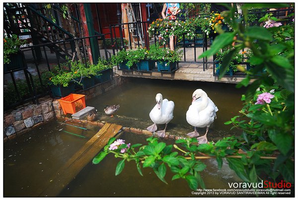 มิโมซ่า พัทยา มิโมซ่า พัทยา