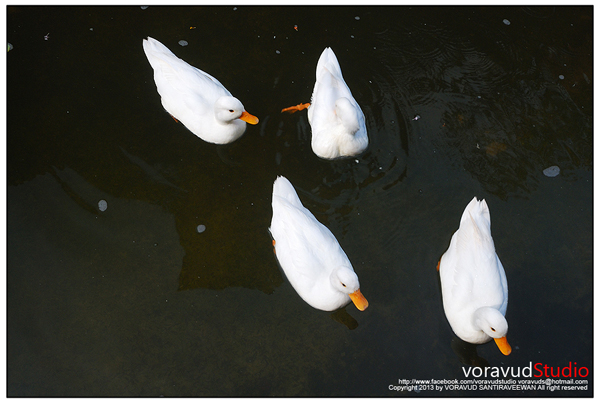 มิโมซ่า พัทยา มิโมซ่า พัทยา